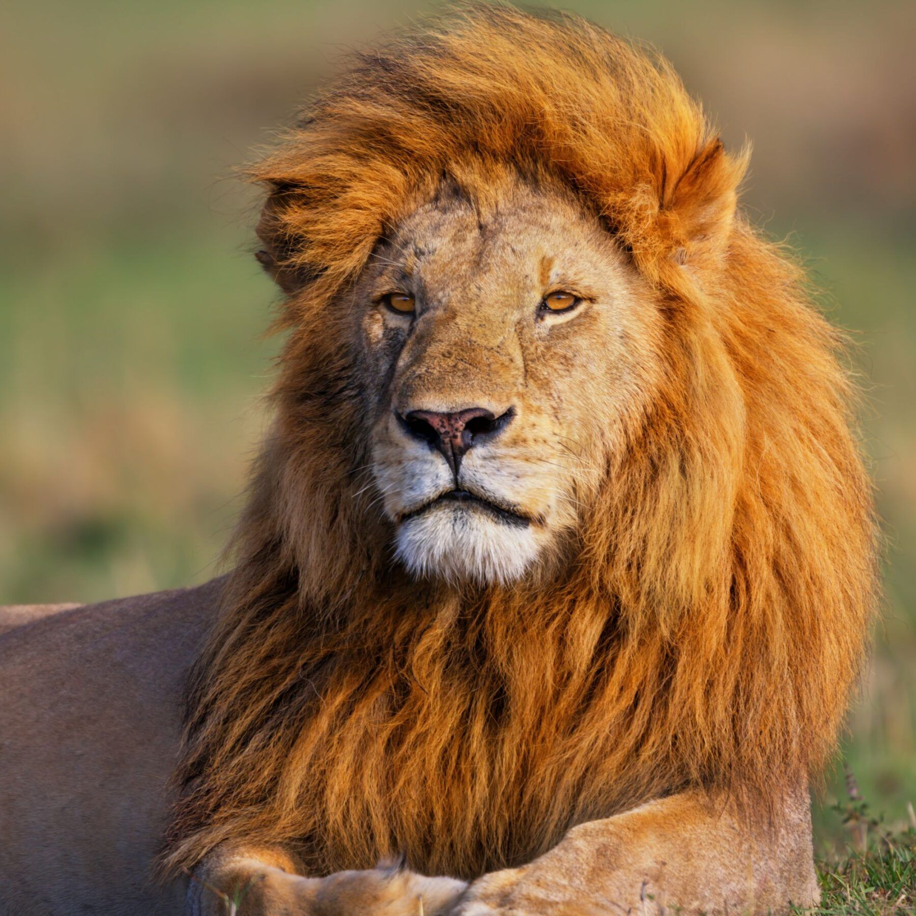 Lion du parc du Masai Mara