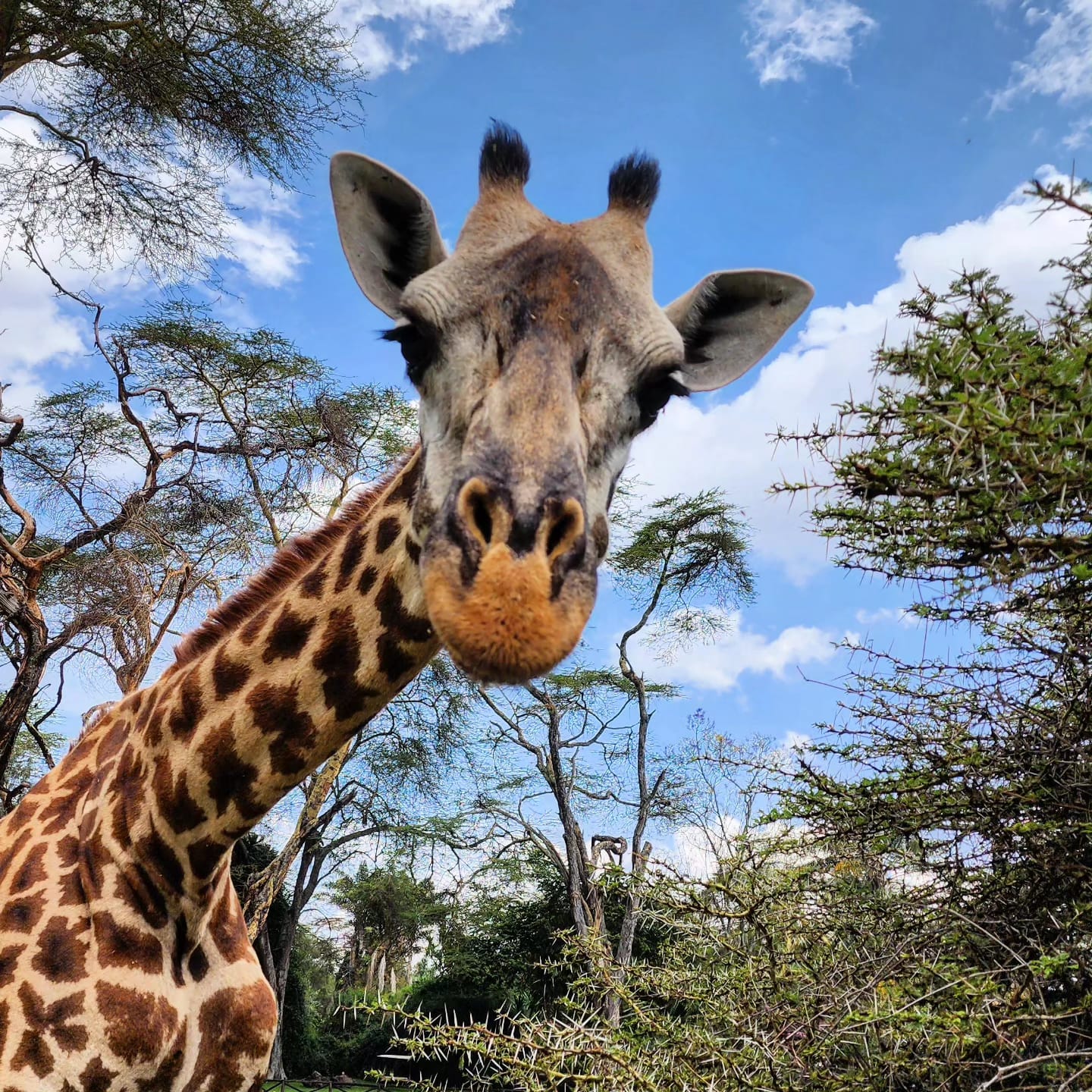 Girafe pendant un safari au Kenya