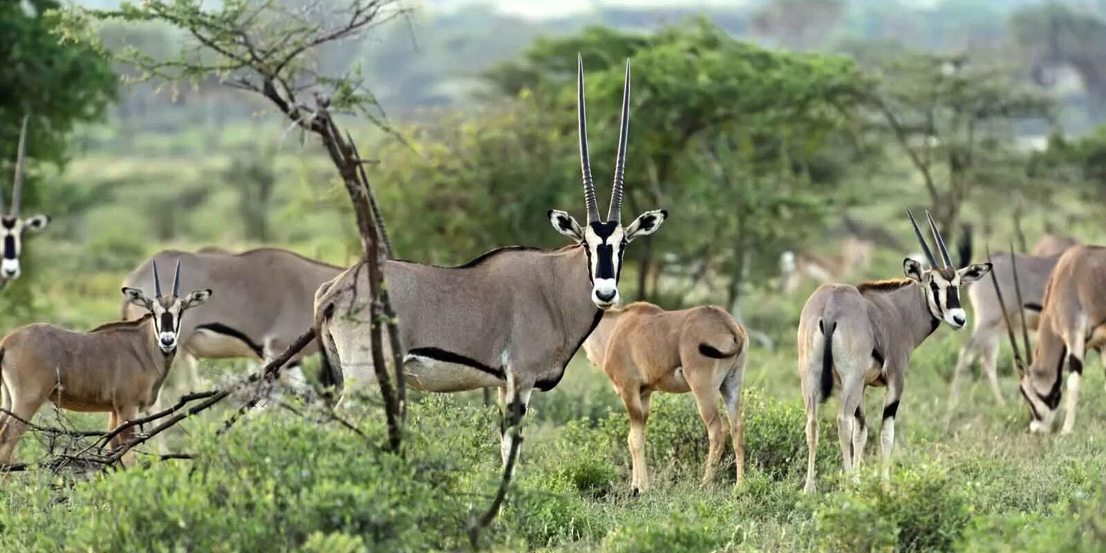 Samburu pendant un safari