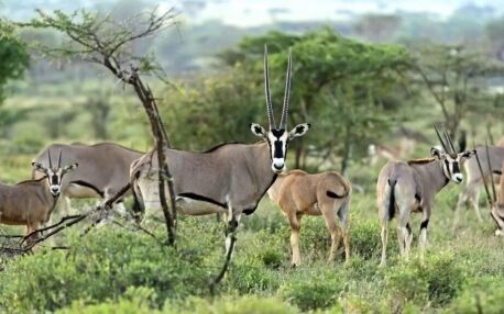 Samburu pendant un safari