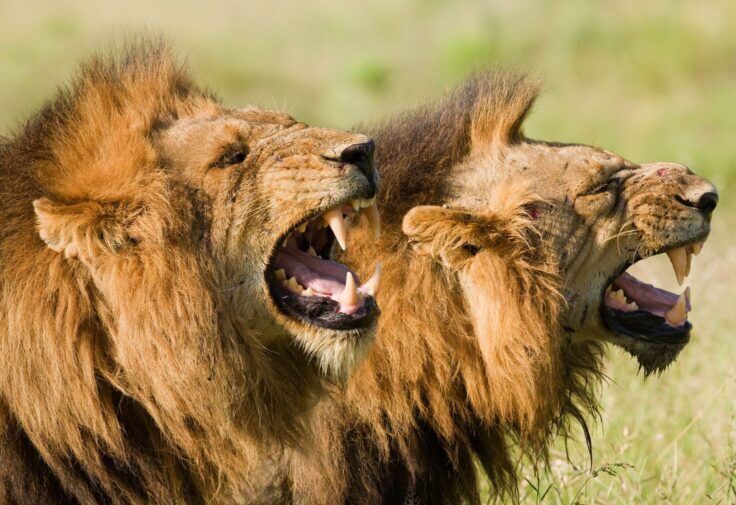 Lions au Kenya