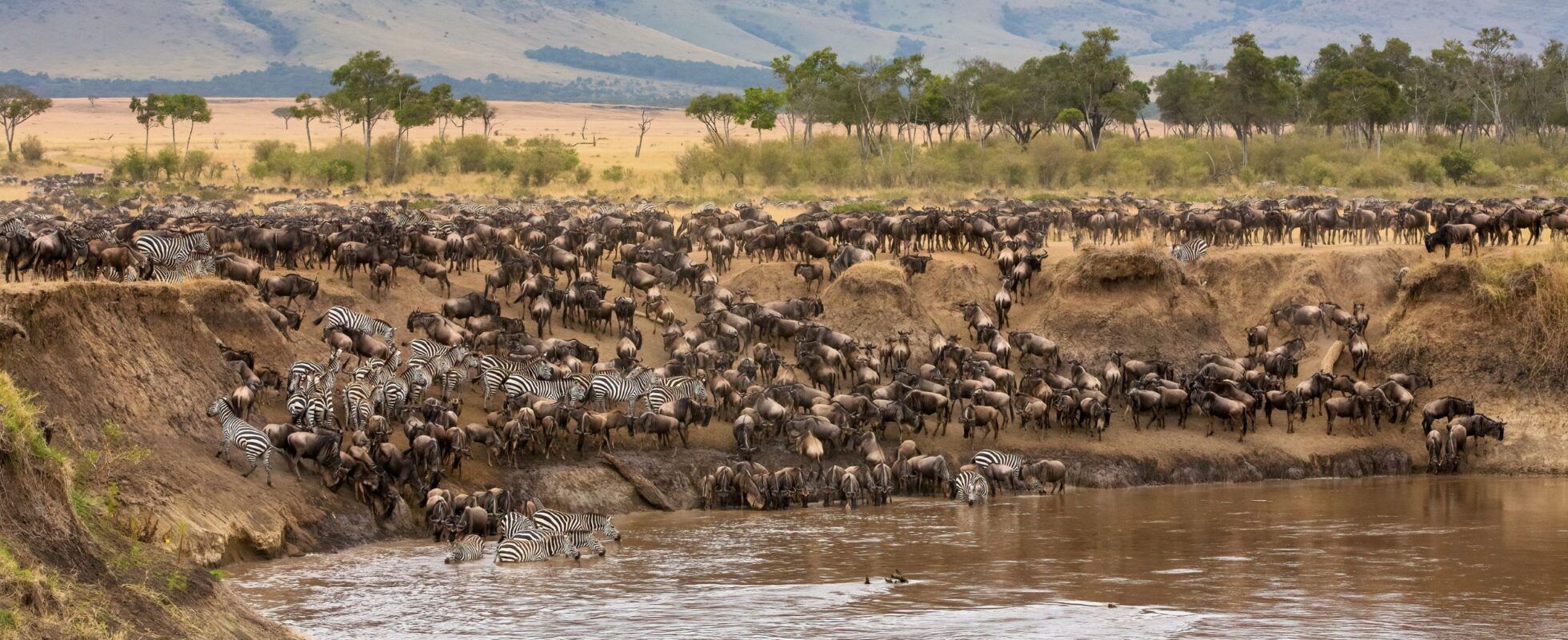 Great migration masai mara