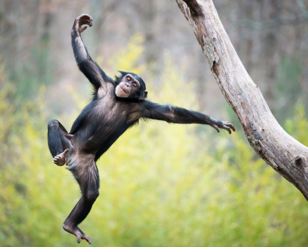 Chimpanzé en Ouganda jouant dans les arbres