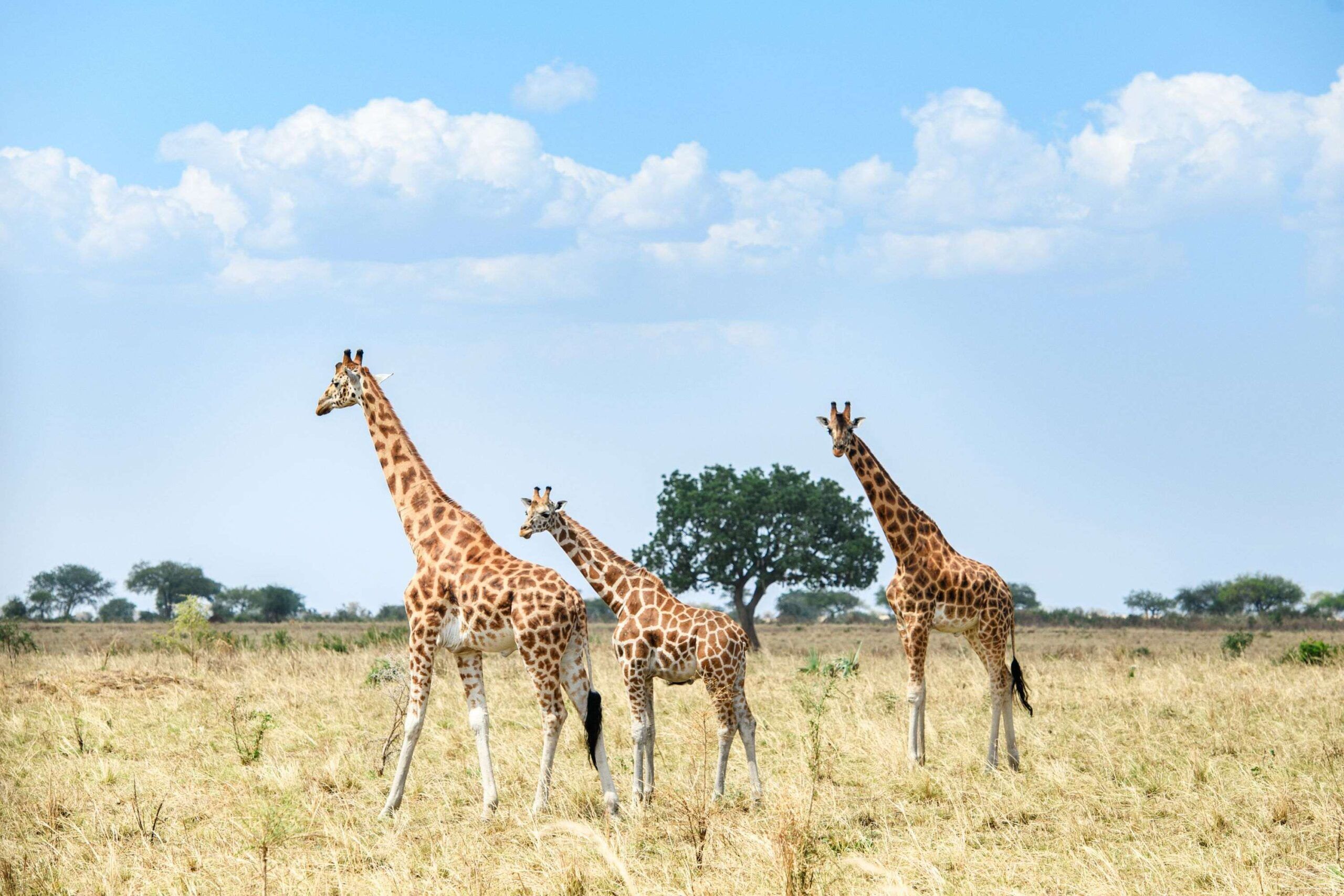 Safari à pied dans le parc national de Kidepo Valley