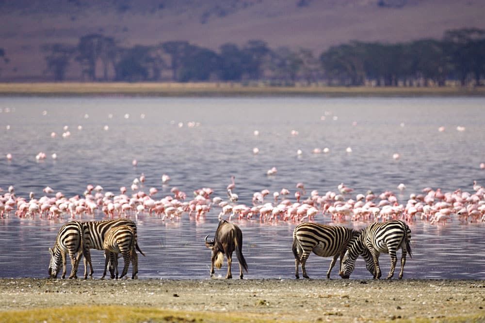 5 zèbres et des flamants roses dans un parc naturel au Kenya