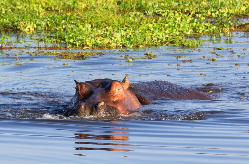 Hippopotame dans l'eau