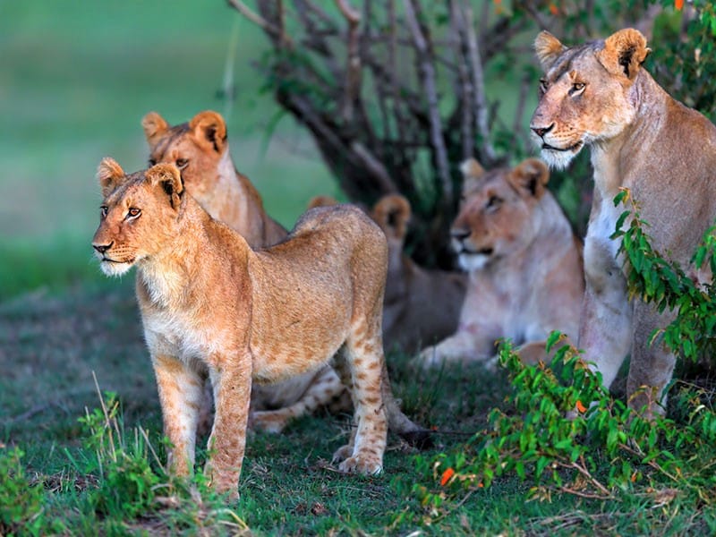 4 lions en pleine savane au Kenya