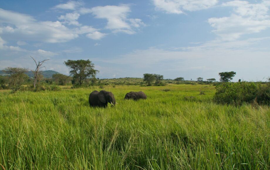 Éléphants du parc Queen Elizabeth en Uganda