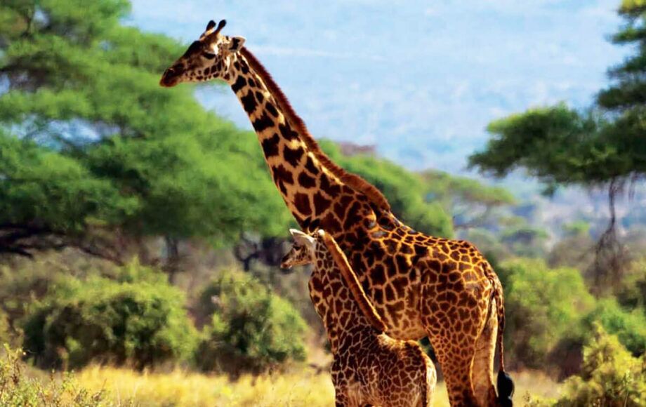 Girafes du parc d'Amboseli